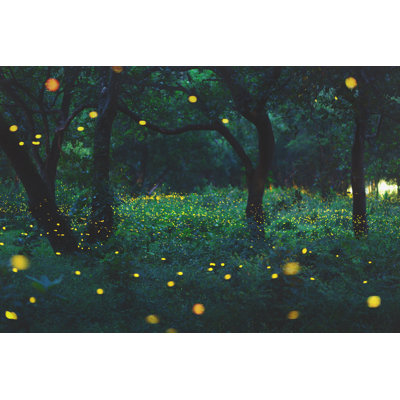 Bokeh Light Of Firefly In Forest by Peera_Sathawirawong - Wrapped Canvas Photograph