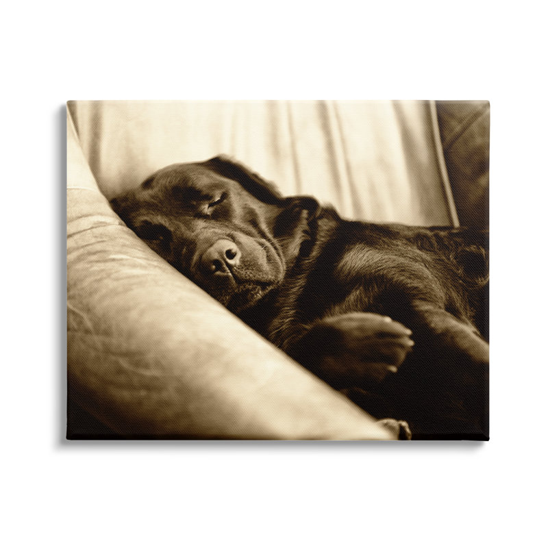 «Cuddling Labrador Dog Sleeping Cozy sépia» par James Dobson - photographie sur toile tendue, H 24 po x l 30 po x P 1,5 po