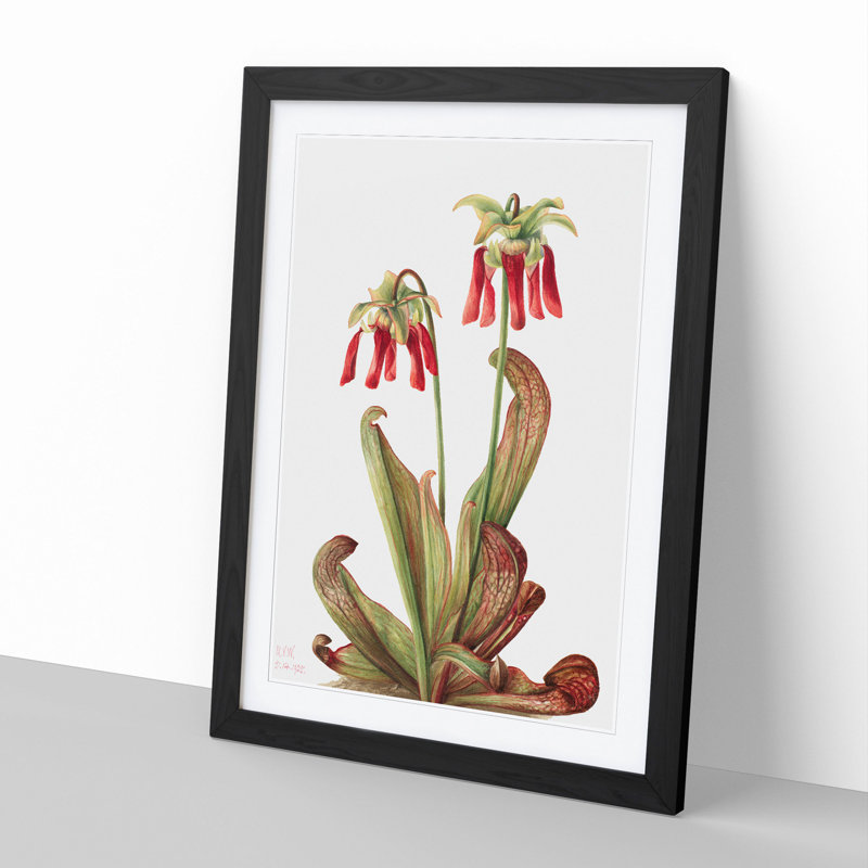 Parrot Pitcherplant by Mary Vaux Walcott - Picture Frame Painting, Black Framed, 36cm H x 27cm W x 2cm D