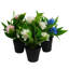 Plastic, Silk Freesia Arrangement in Pot-109341037
