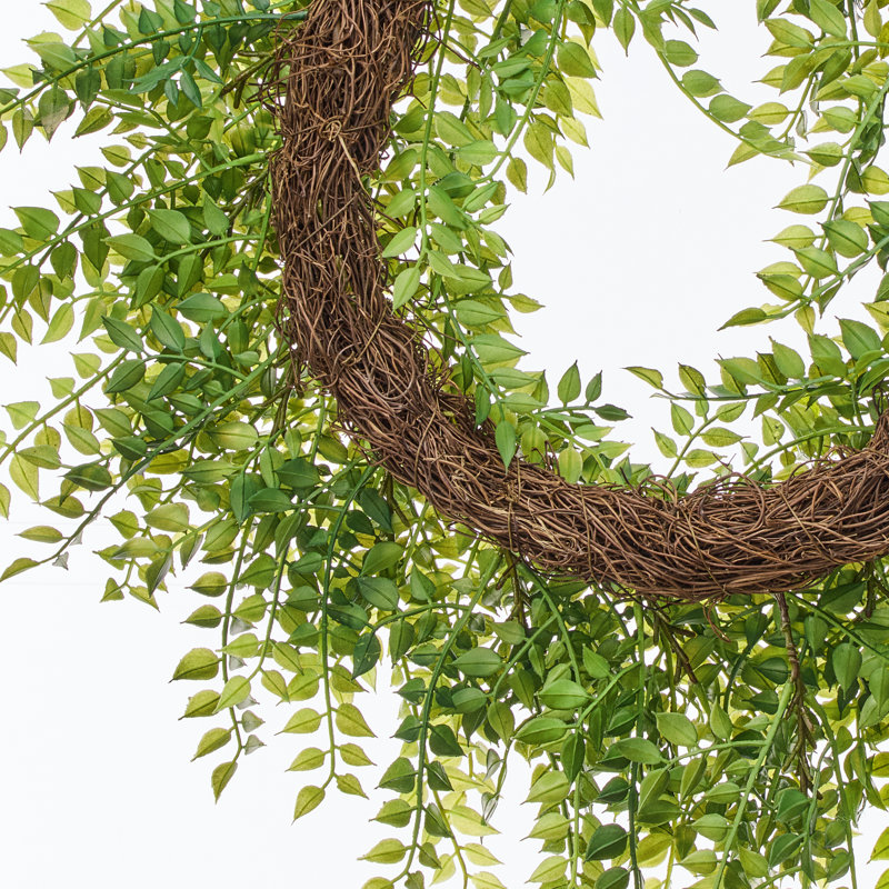 Couronne 24 po Ruscus