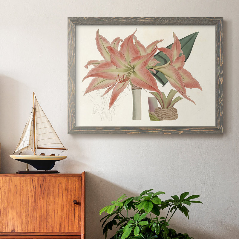 Amaryllis Varietals III, reproduction d'art sur toile, Encadré gris, H 18 po x l 26 po x P 1,5 po