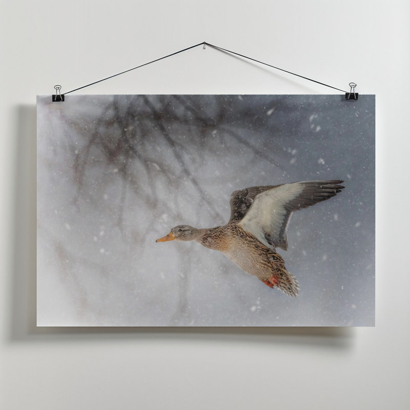 Wrapped Canvas Print, 50.8 cm H x 76.2 cm W