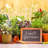 Organic Herb Seed Hanging Planter Bag Kit-Basil