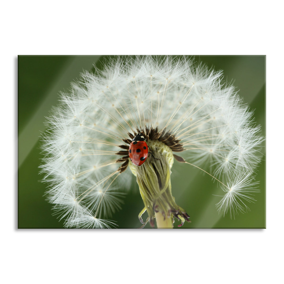 Ungerahmtes Foto auf Glas "Ladybird on Dandelion"