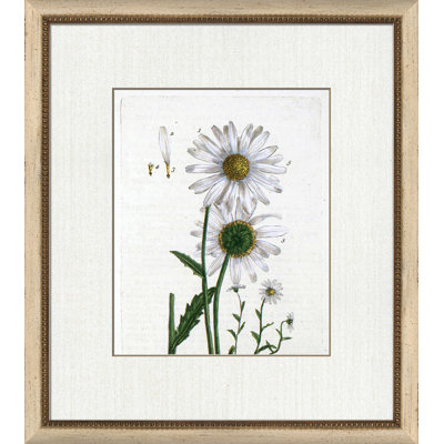 Botanical La Flore II Painting