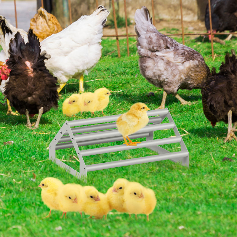 Deux perchoirs à perchoir, un support de perchoir sécuritaire pour les poussins / poules, des perchoirs de dressage pour les poussins, des jouets amusants pour les poussins