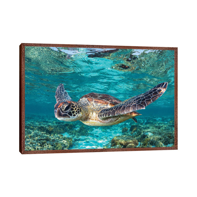 Learn To Fly by Jordan Robins - Print on Canvas, 101.6 cm H x 66.04 cm W, Brown Framed
