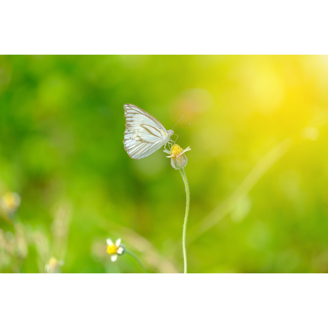 Schmetterling sitzt auf einer Blume - Leinwanddrucke auf Wrapped Canvas