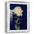 Silver Framed Paper selected