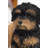 Baby Cavapoo-67579693