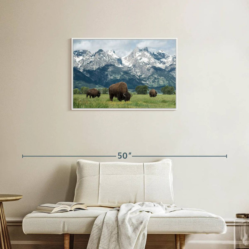 Bison Teton broutant, Cadre flottant blanc, 31 po x 21 po