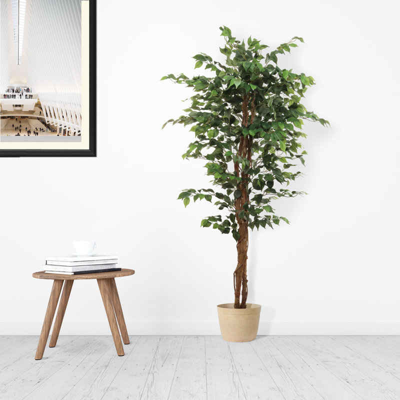 72 Ficus