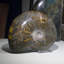 Coquille d'ammonite fossile polie Aloisa