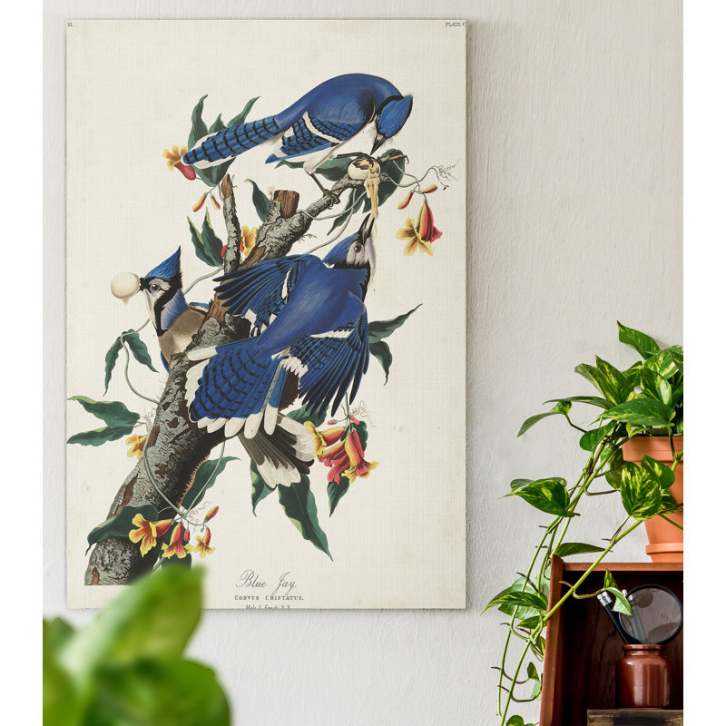 Pl 102 Blue Jay - reproduction sur toile tendue, H 20 po x l 16 po x P 1 po