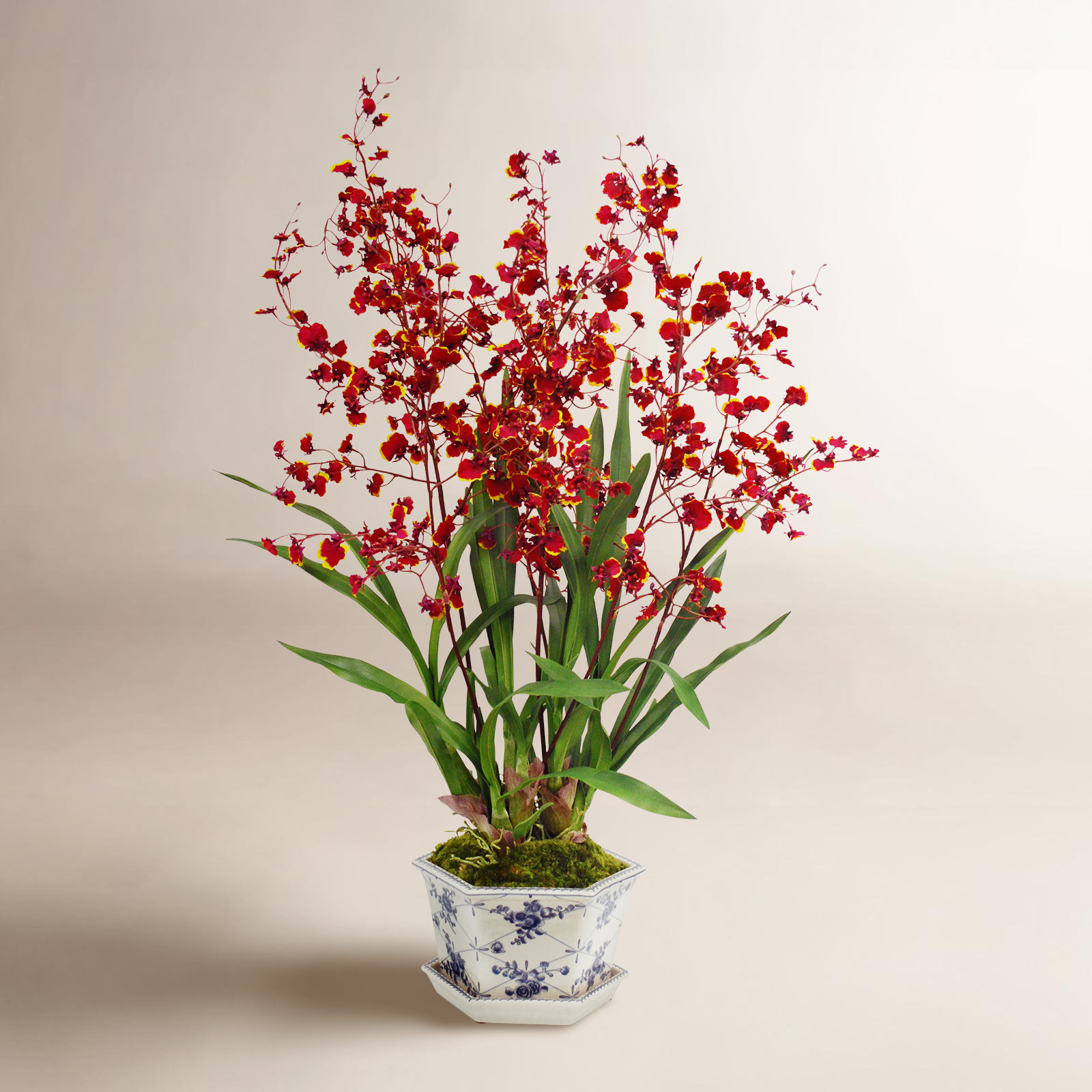Orchid Floral Arrangement