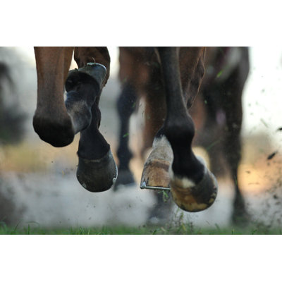 " Horse Racing "
