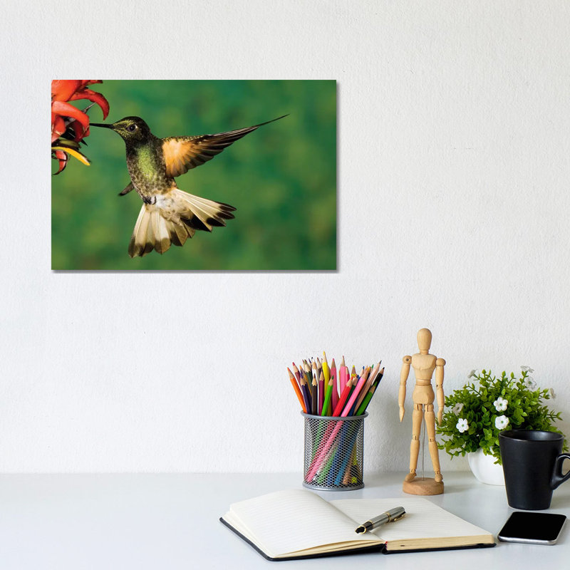 Buff-Tailed Coronet Hummingbird Feeding On Flower by Tom Vezo - Wrapped Canvas Print, 20.32 cm H x 30.48 cm W