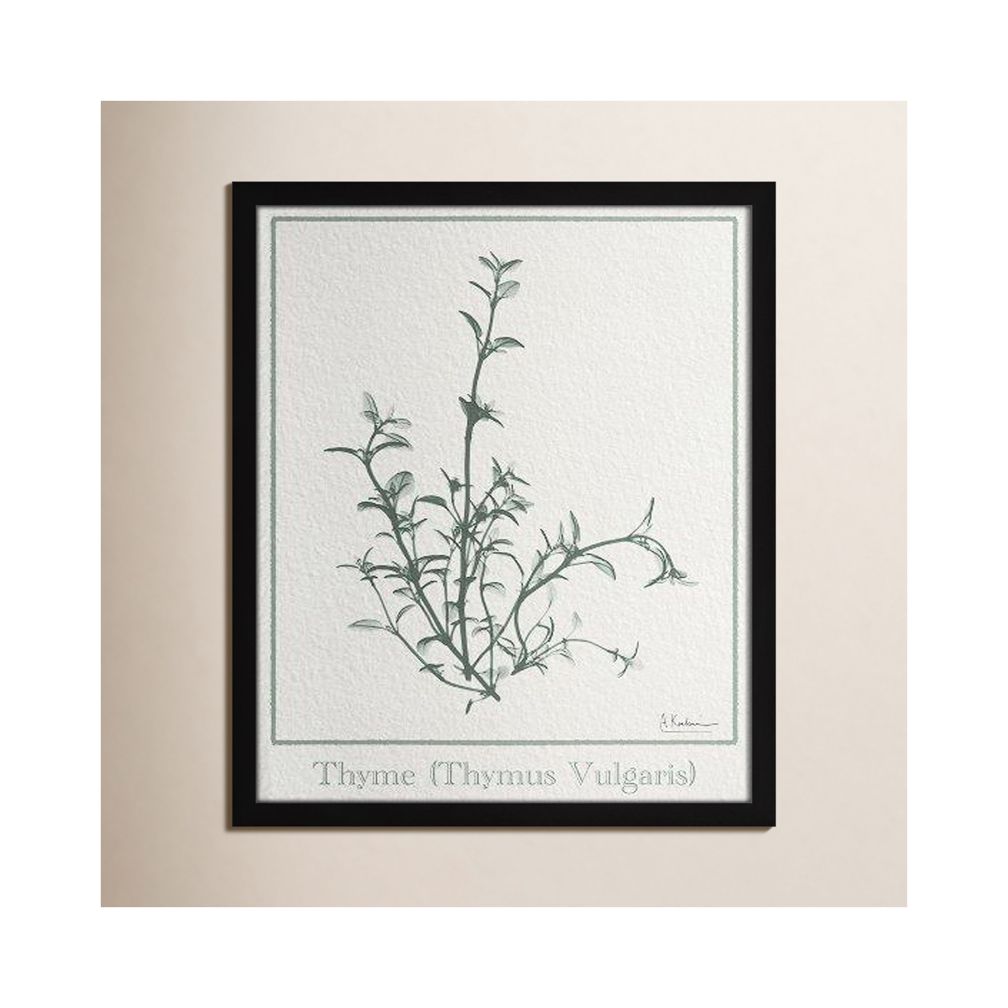 Thymus Vulgaris Framed On Paper by Albert Koetsier Print, Satin Black Framed Paper, 19" H x 16" W x 1.25" D