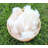 Wholesale Kapok Fiber by the Pound-83561333