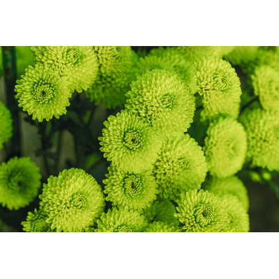 " Green Chrysanthemums " by Mariya Obidina