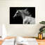 Cheval arabe Brampt-106051564