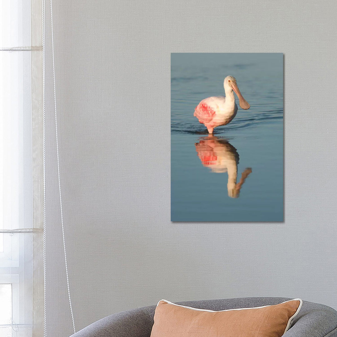 Roseate Spoonbill Wading, Fort Myers Beach, Florida by Steve Gettle - Wrapped Canvas Print