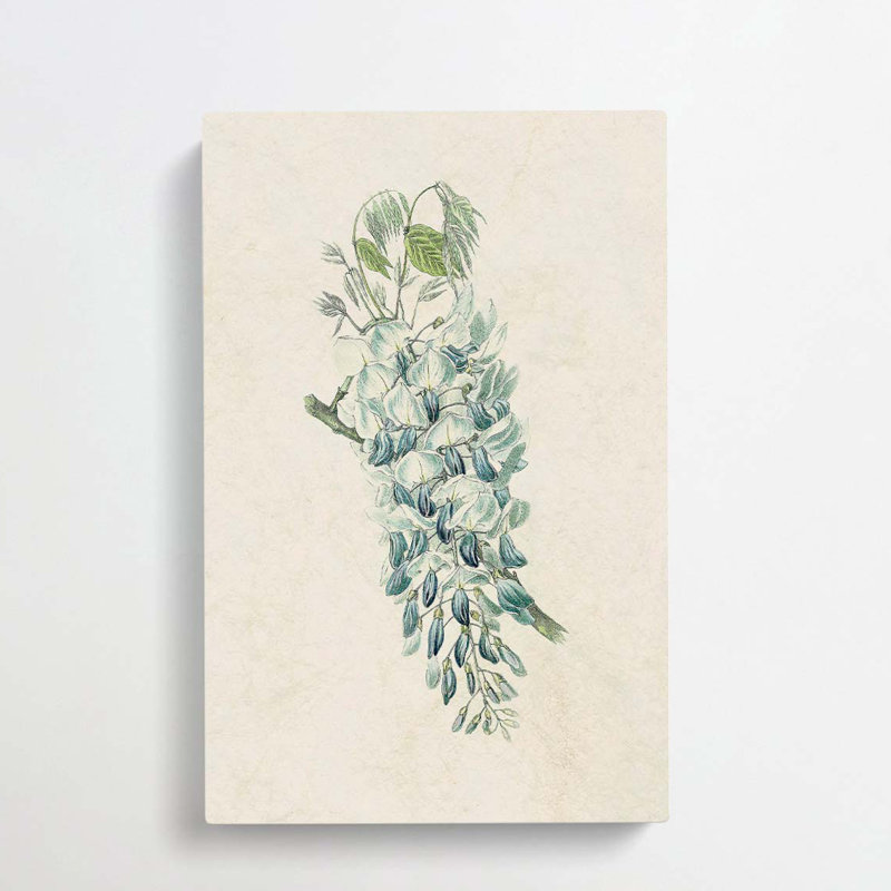 Illustration of Chinese Wisteria Flowers - Wrapped Canvas Painting Print, 50cm H x 35cm W x 3cm D