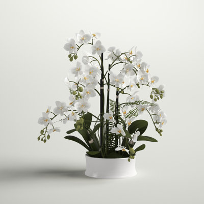Orchid Arrangement in Planter