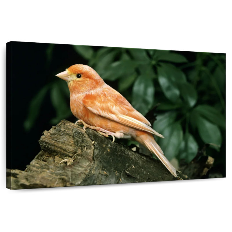 Canari, H 20 po x l 30 po