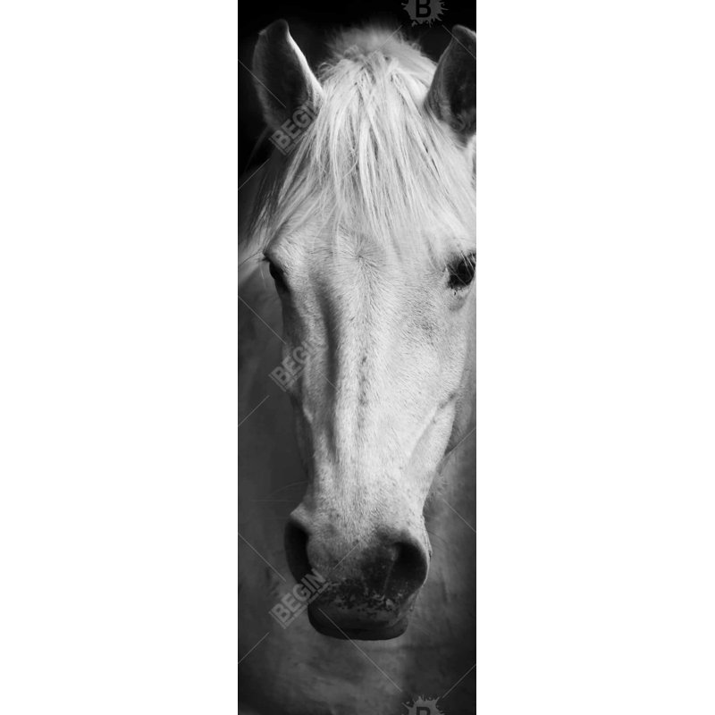 «Cheval monochrome» sur