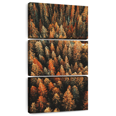 Forêt de pins en automne