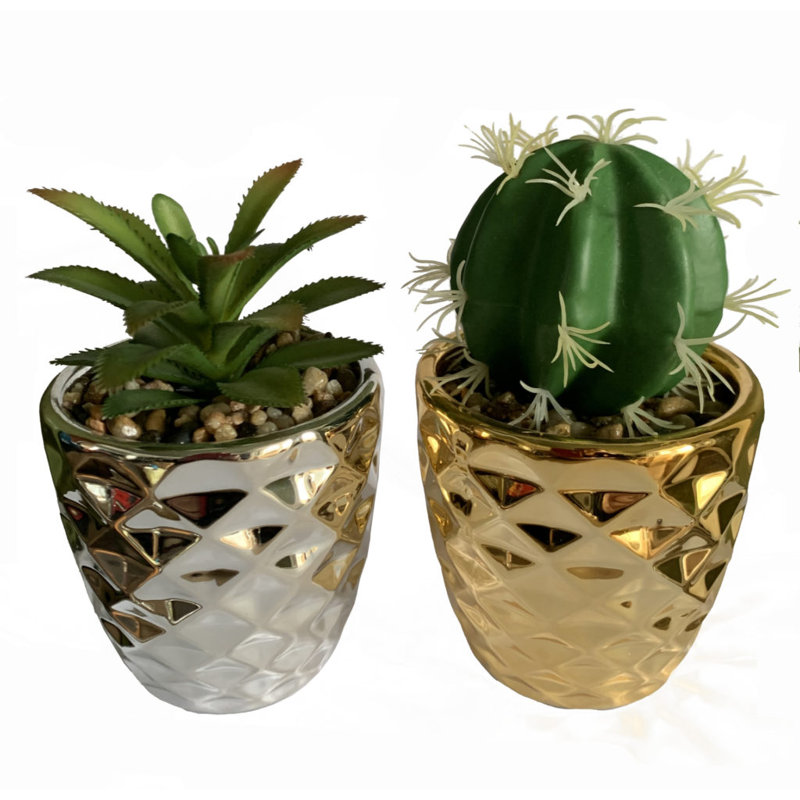 Annistin Arrangement in Planter