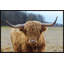 Highland Roamer by Marmont Hill - Painting-1618017304-1618017307