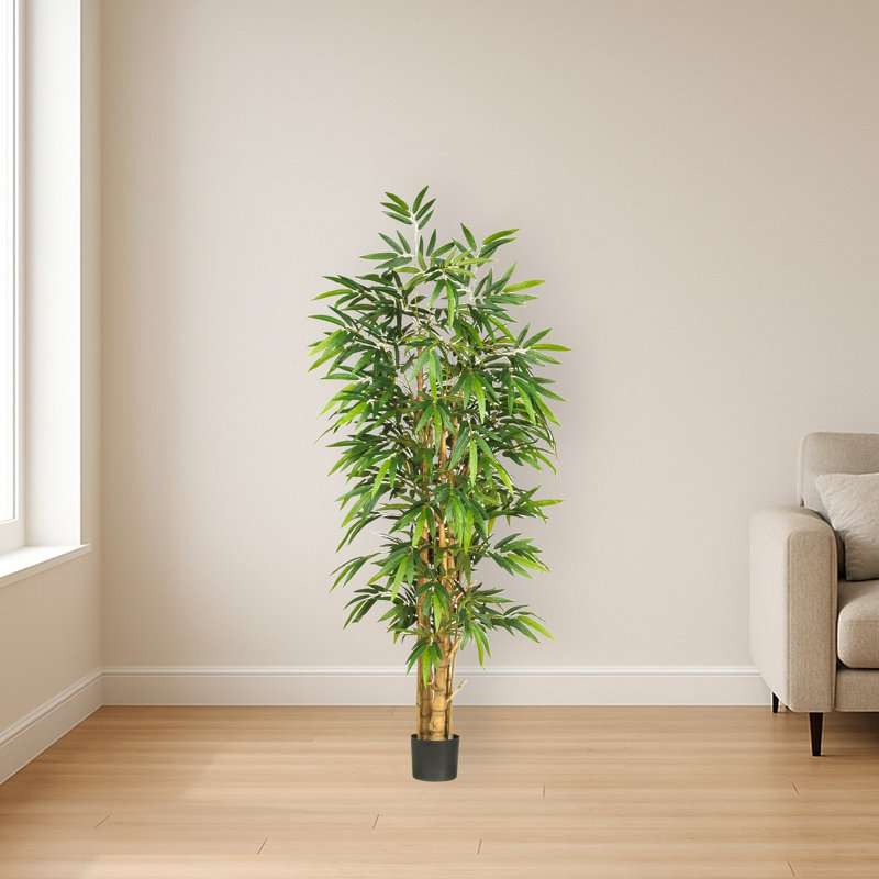 Belly Bamboo Silk Tree