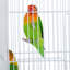 Cage à oiseaux avec perchoir Taylorsville-228040762