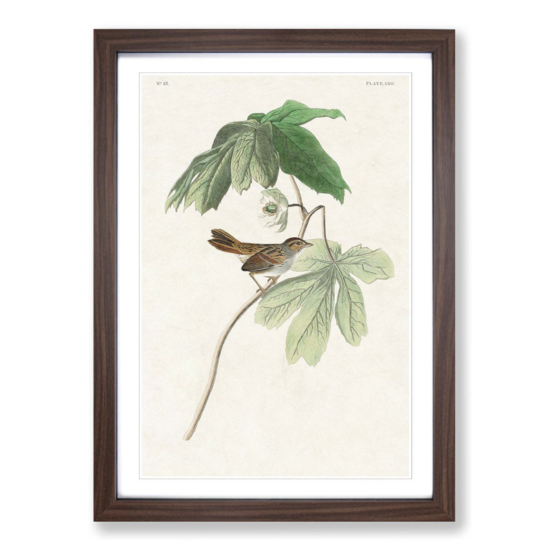 Swamp Sparrow by John Audubon - Picture Frame Art Prints, Walnut Framed, 65cm H x 48cm W x 2cm D