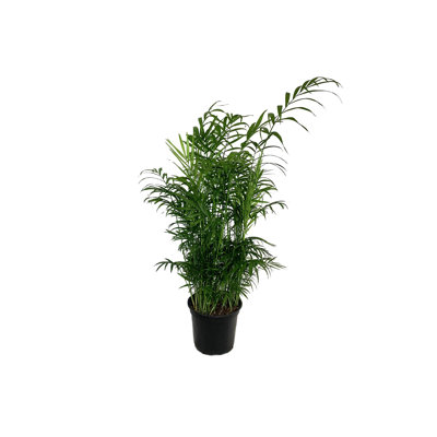 Neanthe Bella Parlor Palm - Live Plant in an Pot - Chamaedorea Elegans - Beautiful Clean Air Indoor Houseplant