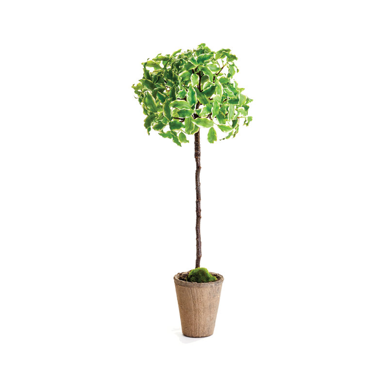 Topiaire Cuomo Euonyme 23 po