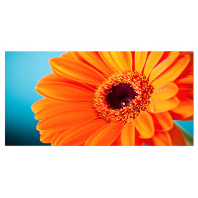 " Orange Daisy Gerbera Flower Close-up "