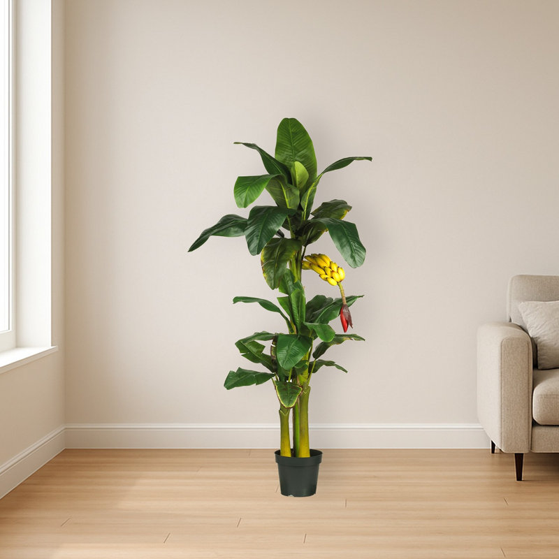 Triple Stalk Banana Tree