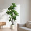 6.5 ft. Artificial Fiddle Leaf Fig Tree in White Decor Pot, Faux Green Plant-112751564