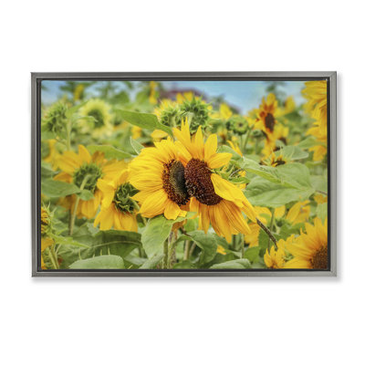 Sunflower Field Photography Framed Floater Canvas by Carrie Ann Grippo-Pike
