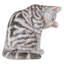 Statue pour laver tabby allongé cat american shorthair-1062425176