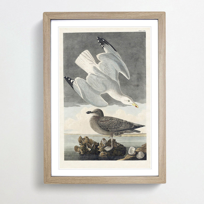Herring Gulls by John Audubon - Picture Frame Painting Print, Oak Framed, 48cm H x 36cm W x 2cm D