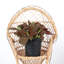 Live Red Fittonia Nerve Plant