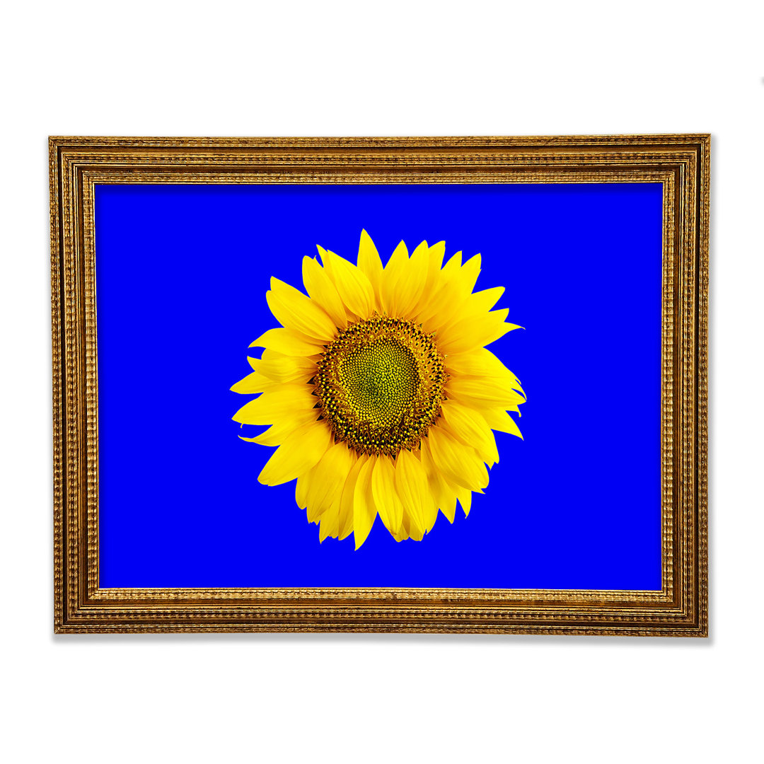 Sonnenblumenkopf auf Blau - Druck