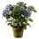 Hydrangeas in Pot