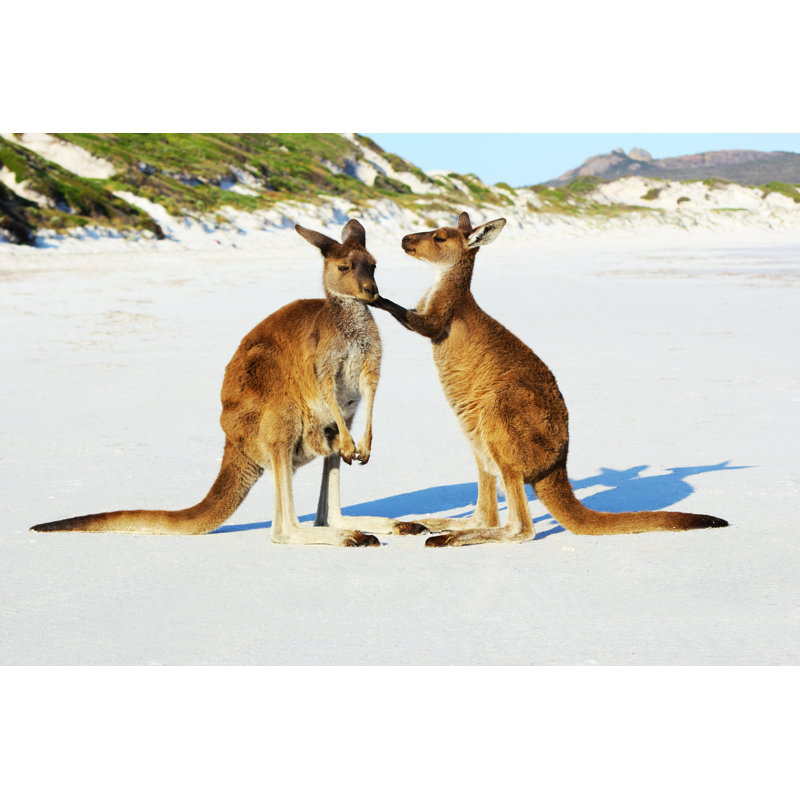 «Kangaroo on White Sand» par J_Knaupe - Photographie sur toile tendue, H 8 po x l 12 po