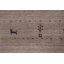 Tapis oriental petits animaux Gabbeh 3 x 5
